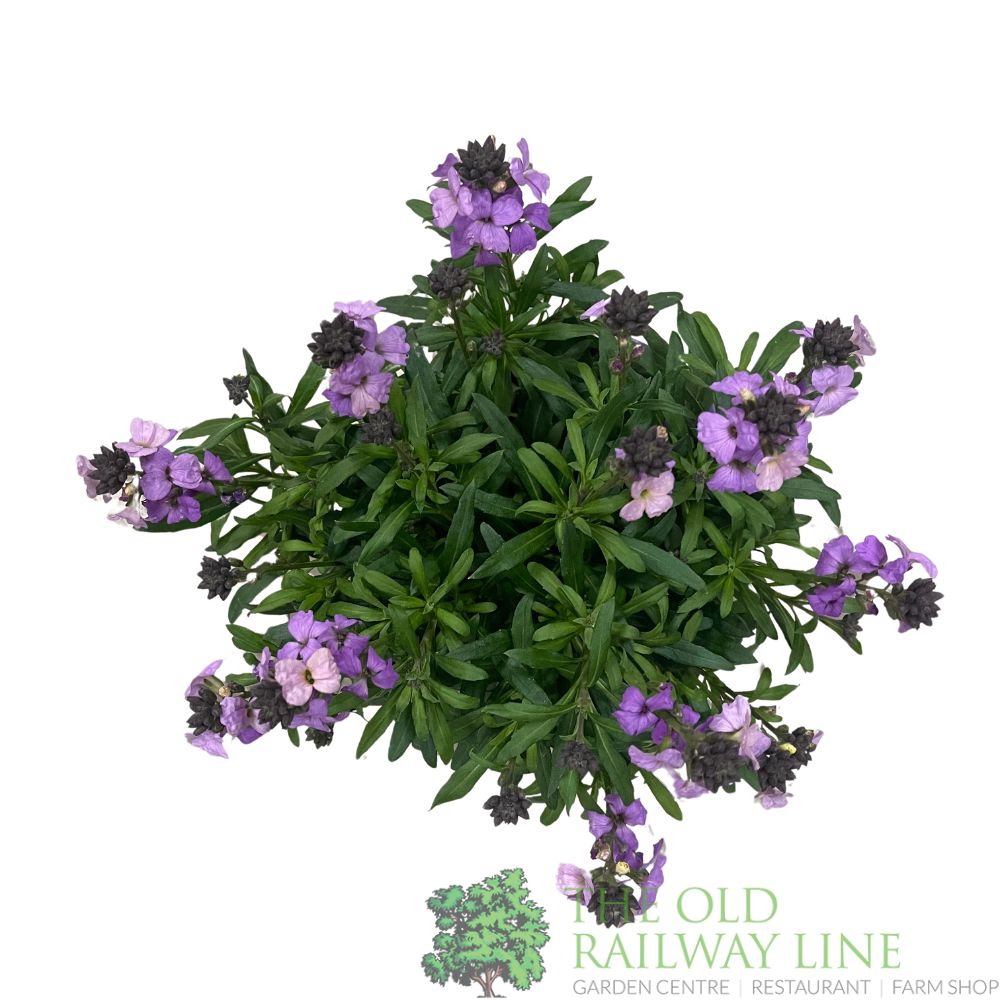 Erysimum 'Poem Lavender' Plant 1.5Ltr Pot
