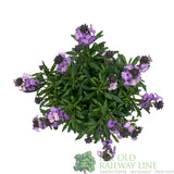 Erysimum 'Poem Lavender' Plant 1.5Ltr Pot