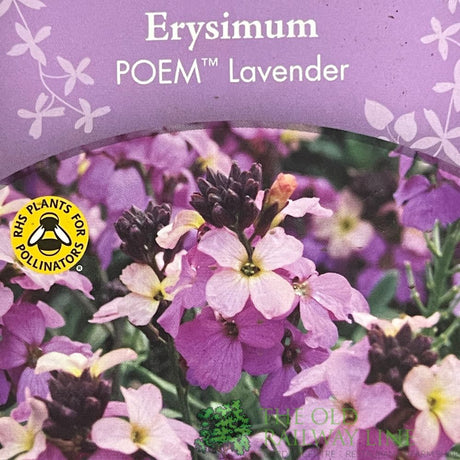 Erysimum 'Poem Lavender' Plant 1.5Ltr Pot