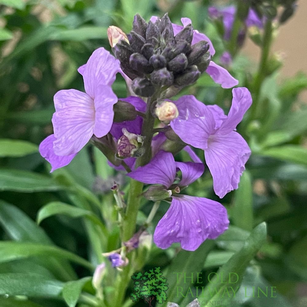 Erysimum 'Poem Lavender' Plant 1.5Ltr Pot