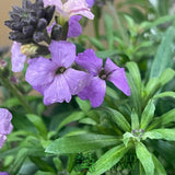 Erysimum 'Poem Lavender' Plant 1.5Ltr Pot