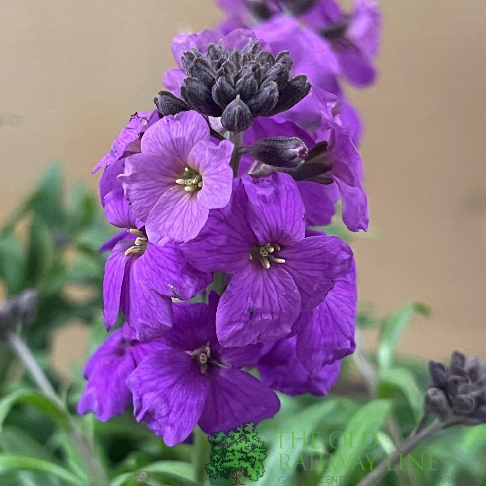 Erysimum 'Poem Lilac' Plant 1.5Ltr Pot