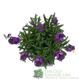 Erysimum 'Poem Lilac' Plant 1.5Ltr Pot