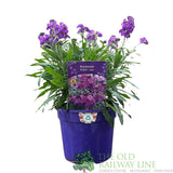 Erysimum 'Poem Lilac' Plant 1.5Ltr Pot