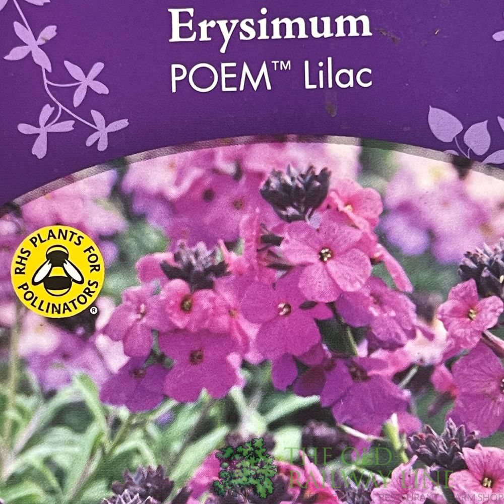 Erysimum 'Poem Lilac' Plant 1.5Ltr Pot