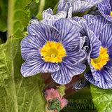 Primula vulgaris 'Zebra' English Primrose 1Ltr Pot