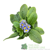 Primula vulgaris 'Zebra' English Primrose 1Ltr Pot