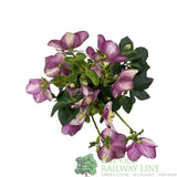 Helleborus 'HGC Winter Ballet Liara' Plant 2Ltr Pot