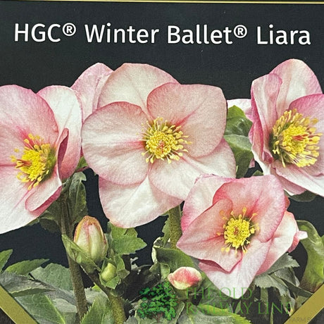 Helleborus 'HGC Winter Ballet Liara' Plant 2Ltr Pot