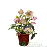 Helleborus 'HGC Winter Ballet Liara' Plant 2Ltr Pot