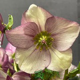 Helleborus 'HGC Winter Ballet Liara' Plant 2Ltr Pot