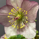 Helleborus 'HGC Winter Ballet Liara' Plant 2Ltr Pot