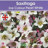 Saxifraga 'Ice Colours Pearl White' Plant 2Ltr Pot
