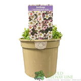 Saxifraga 'Ice Colours Pearl White' Plant 2Ltr Pot