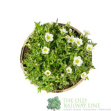 Saxifraga 'Ice Colours Pearl White' Plant 2Ltr Pot