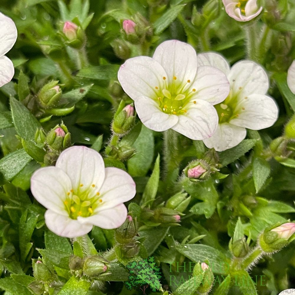 Saxifraga 'Ice Colours Pearl White' Plant 2Ltr Pot