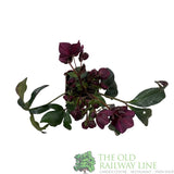 Helleborus 'HGC® Ice N' Roses® Rosali' Plant 2Ltr Pot