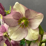 Helleborus 'HGC® Ice N' Roses® Rosali' Plant 2Ltr Pot