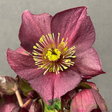 Helleborus 'HGC® Ice N' Roses® Rosali' Plant 2Ltr Pot