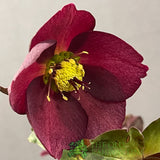 Helleborus 'HGC® Ice N' Roses® Rosali' Plant 2Ltr Pot