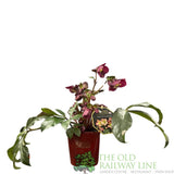 Helleborus 'HGC® Ice N' Roses® Rosali' Plant 2Ltr Pot