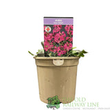 Arabis blepharophylla 'Rose Delight' Plant 1Ltr Pot