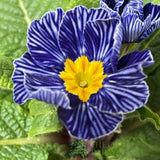 Primula vulgaris 'Zebra Blue' English Primrose 1Ltr Pot