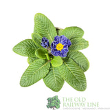 Primula vulgaris 'Zebra Blue' English Primrose 1Ltr Pot