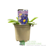 Primula vulgaris 'Zebra Blue' English Primrose 1Ltr Pot