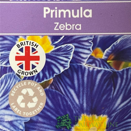 Primula vulgaris 'Zebra Blue' English Primrose 1Ltr Pot