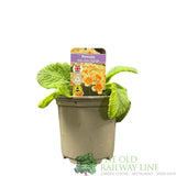 Primula veris 'Lime Orange' Cowslip Plant 10.5cm Pot