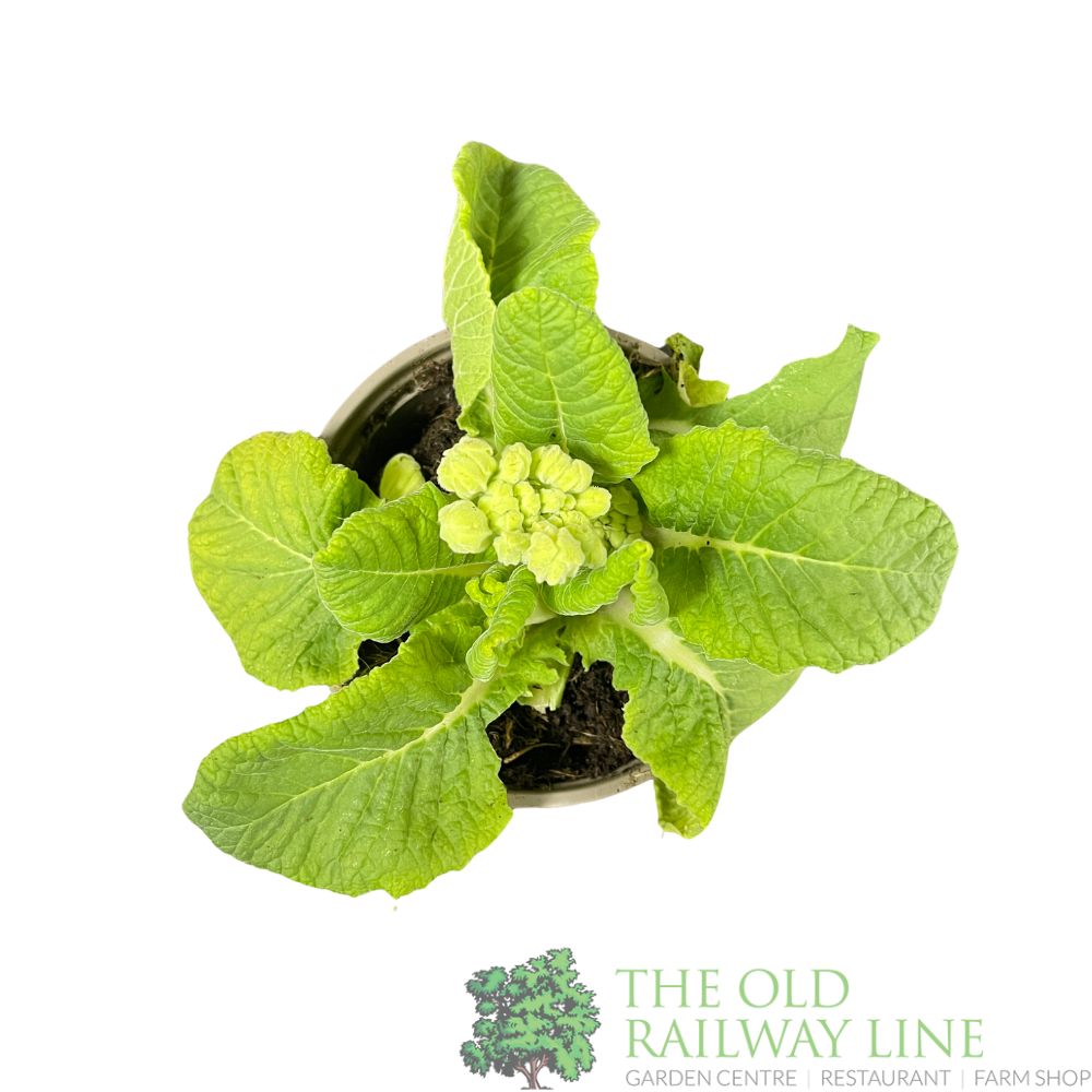 Primula veris 'Lime Orange' Cowslip Plant 10.5cm Pot