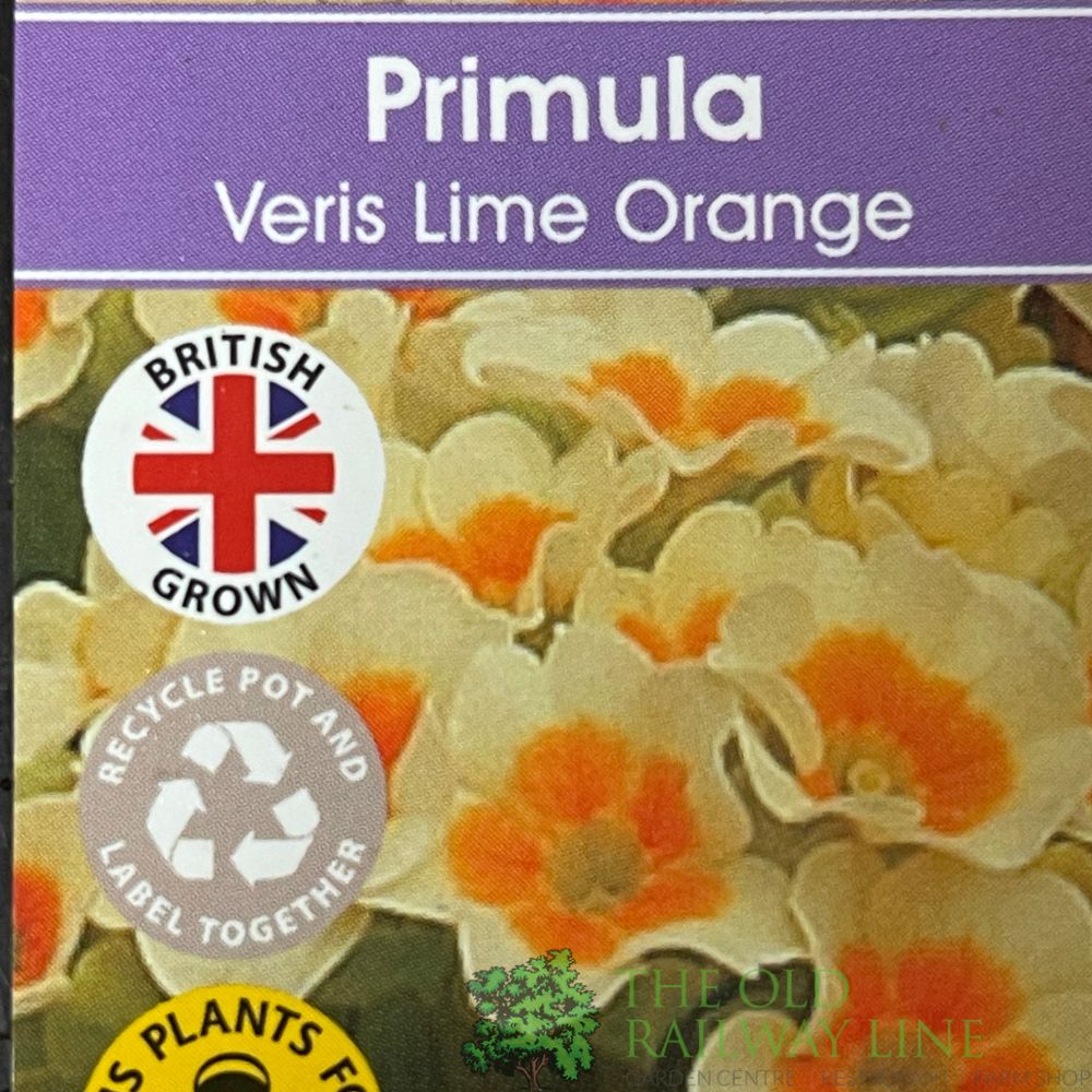 Primula veris 'Lime Orange' Cowslip Plant 10.5cm Pot
