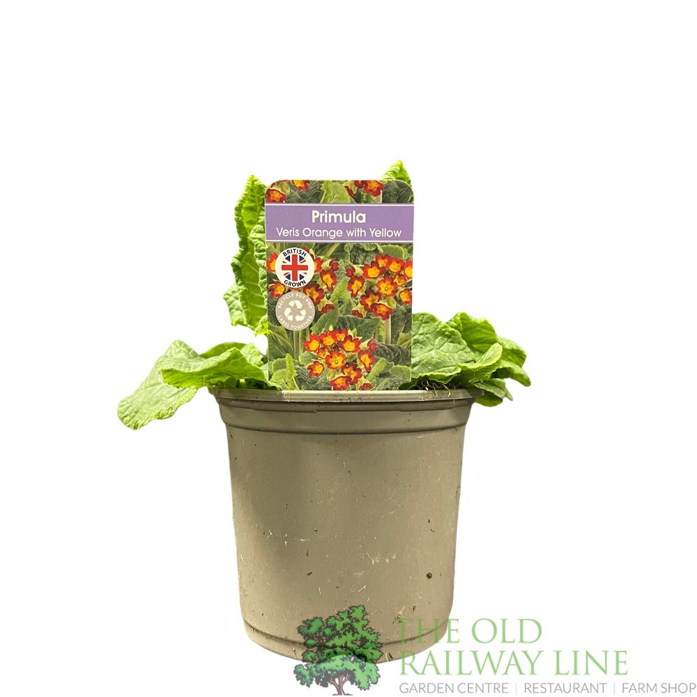 Primula veris 'Orange with Yellow' Cowslip Plant 10.5cm Pot