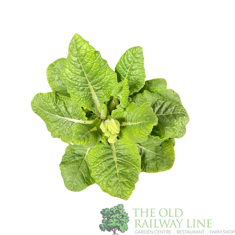 Primula veris 'Orange with Yellow' Cowslip Plant 10.5cm Pot