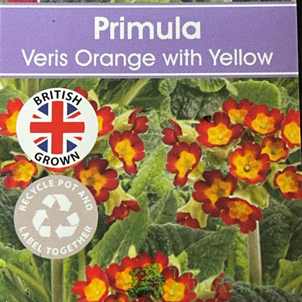 Primula veris 'Orange with Yellow' Cowslip Plant 10.5cm Pot