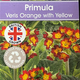 Primula veris 'Orange with Yellow' Cowslip Plant 10.5cm Pot