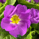 Primula vulgaris 'Milkshake' English Primrose 2Ltr Pot