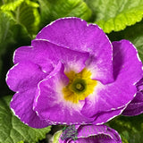 Primula vulgaris 'Milkshake' English Primrose 2Ltr Pot