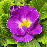Primula vulgaris 'Milkshake' English Primrose 2Ltr Pot