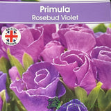 Primula vulgaris 'Rosebud Violet' English Primrose 2Ltr Pot