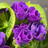 Primula vulgaris 'Rosebud Violet' English Primrose 2Ltr Pot