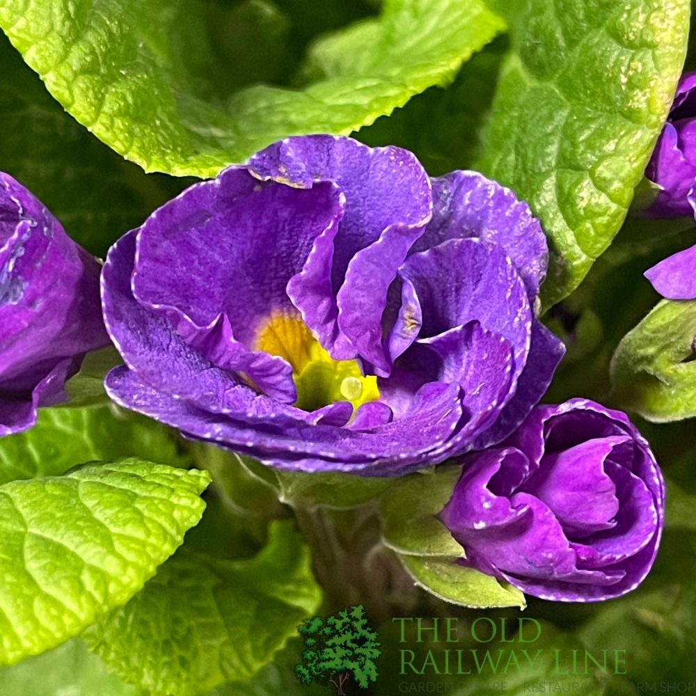 Primula vulgaris 'Rosebud Violet' English Primrose 2Ltr Pot