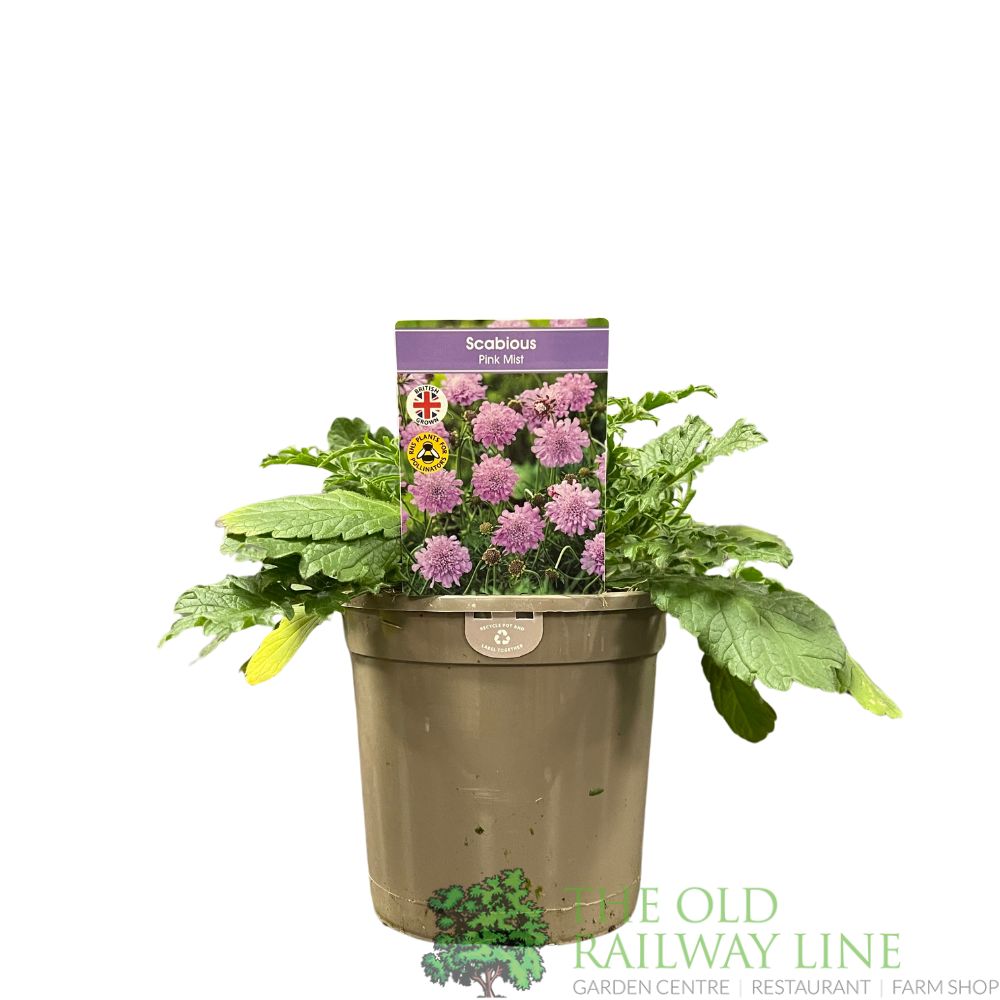 Scabiosa 'Pink Mist' Plant 1Ltr Pot