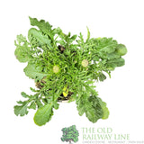 Scabiosa 'Pink Mist' Plant 1Ltr Pot