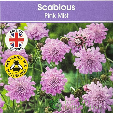Scabiosa 'Pink Mist' Plant 1Ltr Pot
