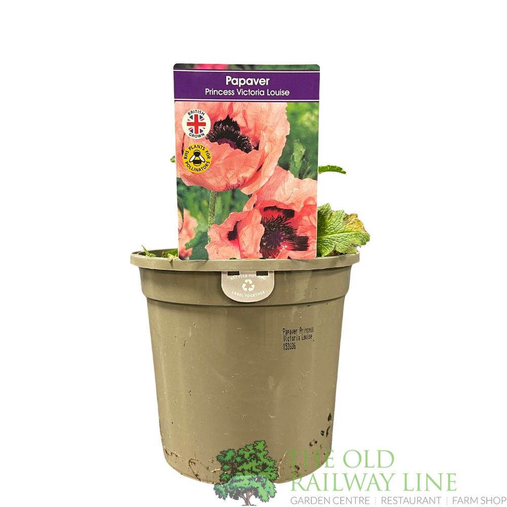 Papaver orientale 'Princess Victoria Louise' Poppy Plant 1Ltr Pot