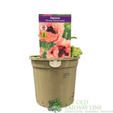 Papaver orientale 'Princess Victoria Louise' Poppy Plant 1Ltr Pot