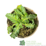 Papaver orientale 'Princess Victoria Louise' Poppy Plant 1Ltr Pot