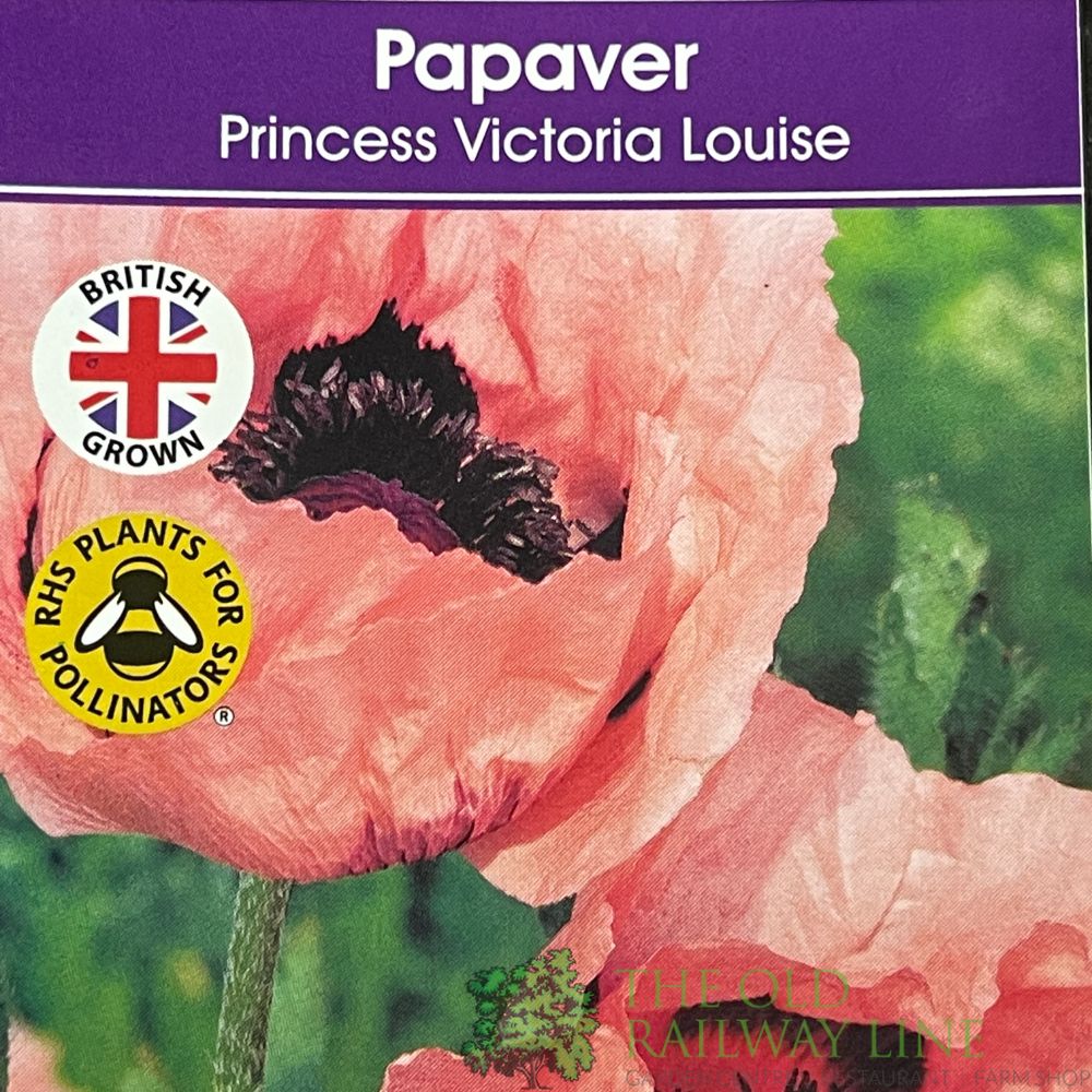 Papaver orientale 'Princess Victoria Louise' Poppy Plant 1Ltr Pot